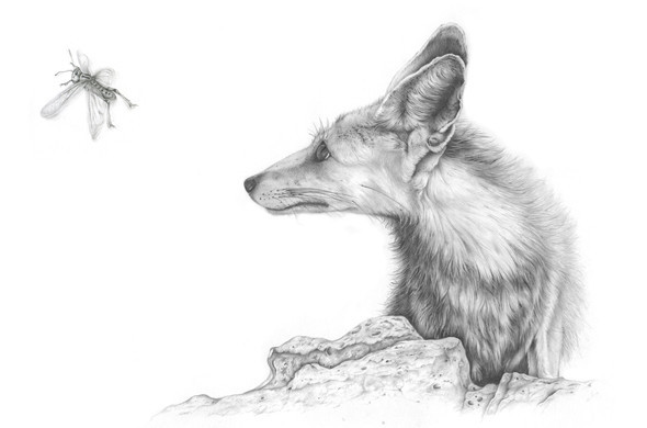 fox in Sinai