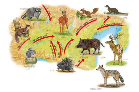 Map of Po valley with new species of animals: hedg