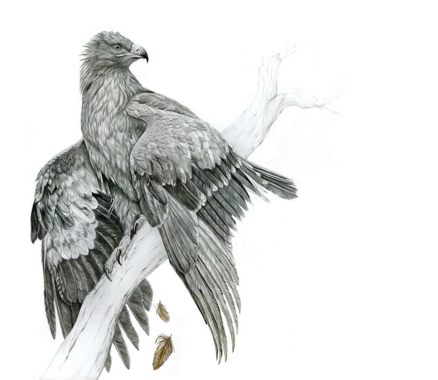 Wildlife art Award