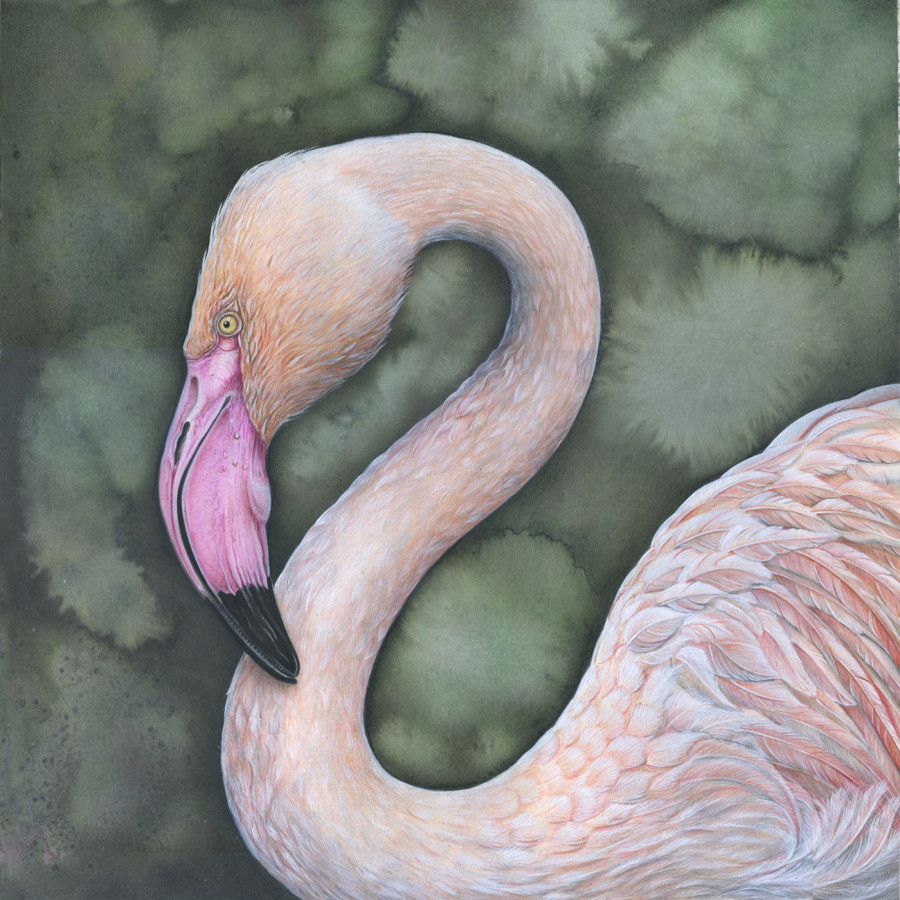Wildlife art Award