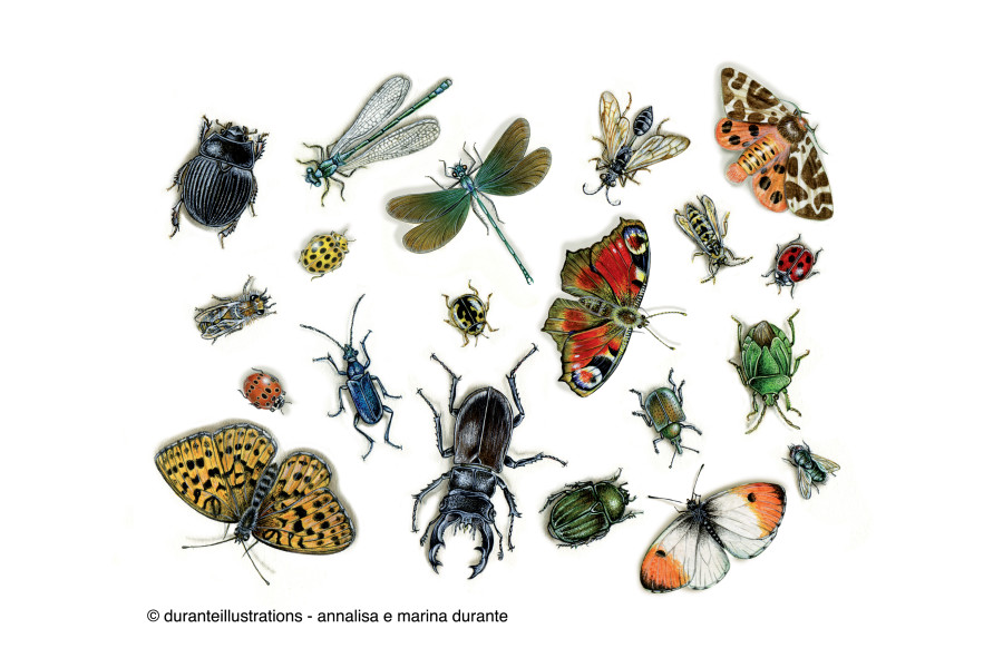 Wildlife art Award