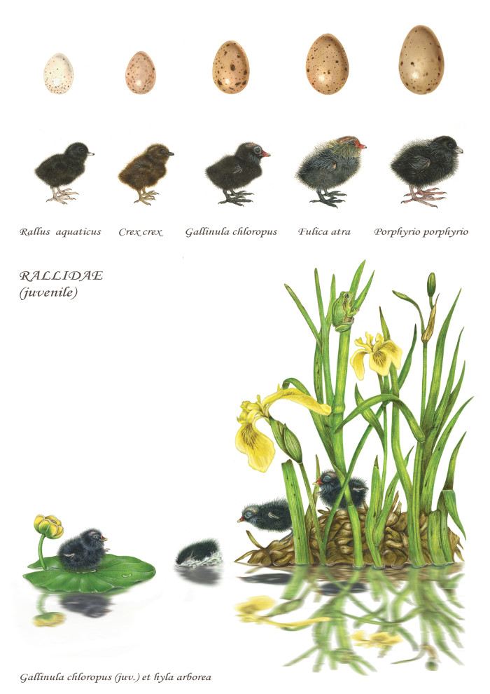 Wildlife art Award